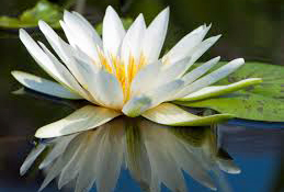 FLO DE LOTUS BLANC