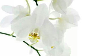 orquidea blanca